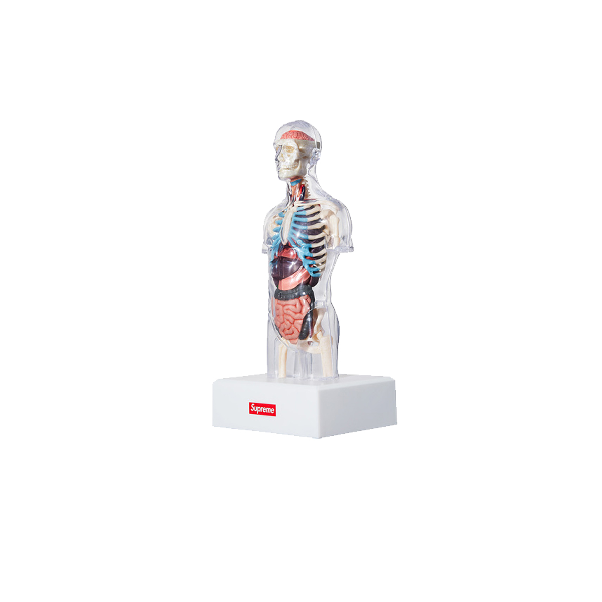 Supreme Male Anatomy Model (FW18) sneaker – authenticated on KLEKT