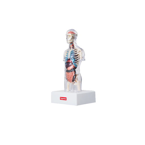Supreme Male Anatomy Model (FW18)