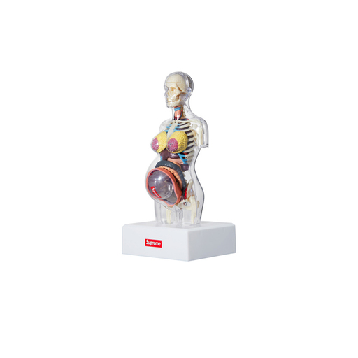 Supreme Female Anatomy Model (FW18)