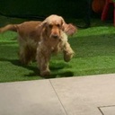 christos_christofides